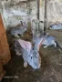 Продавам зайци, снимка 6