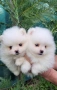 Померан-мини шпиц!!!, снимка 13