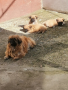 Продавам малки кученца-маймунки, снимка 1 - Пекинез - 44395363