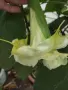 комплект 2 бр ангелски тромпет , снимка 4