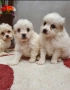 чистокръвни мини болонки малтеза, снимка 3