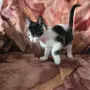 Коте на два месеца и половина, снимка 4