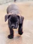 Cane Corso, снимка 2