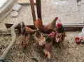 Продавам двойка златен зибрайт, снимка 3