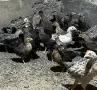 Пиленца Легбар и Амераукана на два месеца, снимка 1