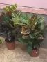 кротон стайно растение, снимка 6
