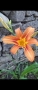 Хемерокалис, снимка 1 - Градински цветя и растения - 36103682