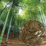 100 броя редки бамбукови семена зелен бамбук Moso-Bamboo мосо бамбо растение за декорация и украса , снимка 2
