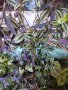 Традесканции лилави, снимка 1 - Стайни растения - 41701897