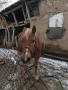 продавам кобила добра и кротка, снимка 1