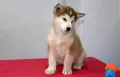Аляски маламут , снимка 3