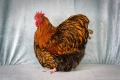 Продавам златно кантиран Орпингтон. , снимка 7