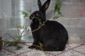 Зайци за разплод, снимка 9