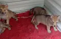 Чехословашки вълчак , снимка 2