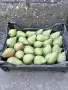 Продава попска круша , снимка 1