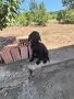 Подарявам кучита за труфели или за домашно куче порода кокер/логото / , снимка 5