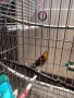 Поен мъжки папагал , снимка 14