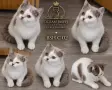 Британски котки , снимка 8