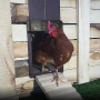 Автоматична врата вратичка за кокошки кокошкарник пилета гълъби