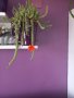 Кактуси, снимка 1 - Стайни растения - 39571249