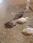 Пауни големи и малки, снимка 8