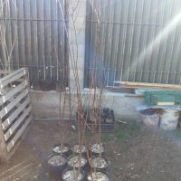 Червенолистна слива Подрязани растения на около 150см , снимка 5 - Разсади - 44452184