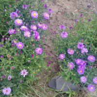 Цветя Астра алпийска – за ранно пролетно засаждане в градината, снимка 10 - Разсади - 41046622