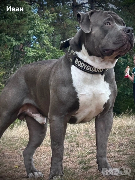 Американско Були ХЛ/American bully XL, снимка 1
