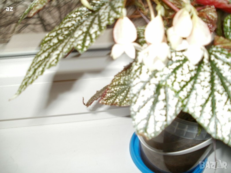 Бегония тамая, снимка 1