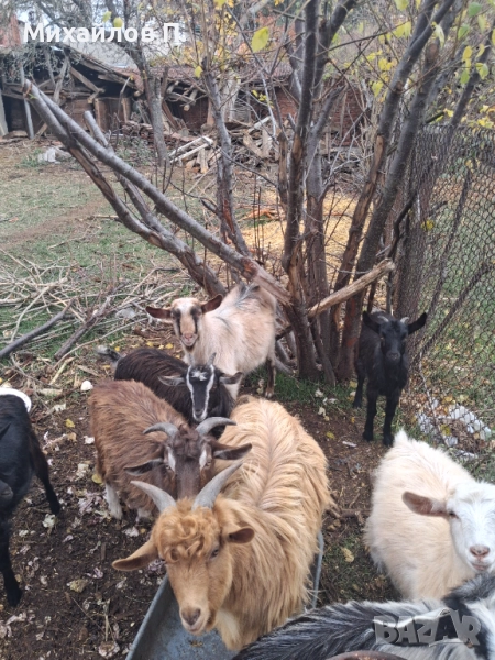 Ярета и агнета , снимка 1
