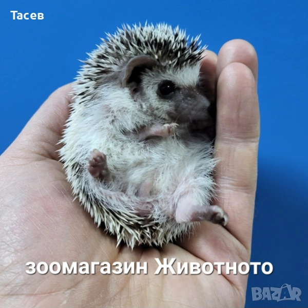 Африкански мини таралежчета, снимка 1