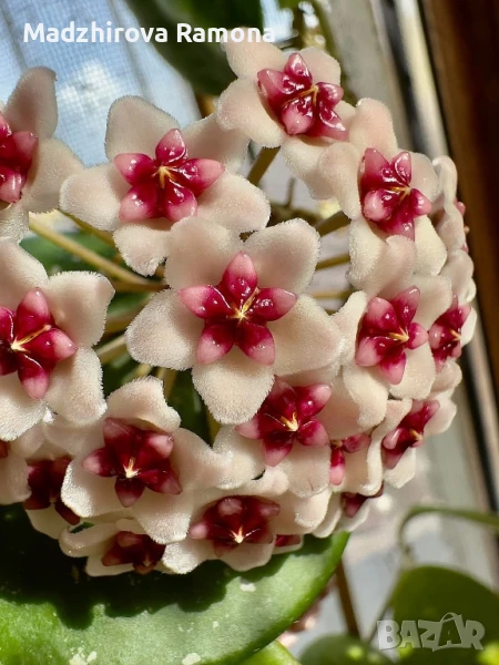 Hoya Obovata , снимка 1