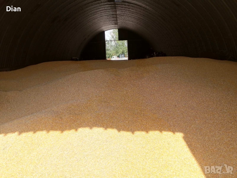 Продавам  царевица. , снимка 1