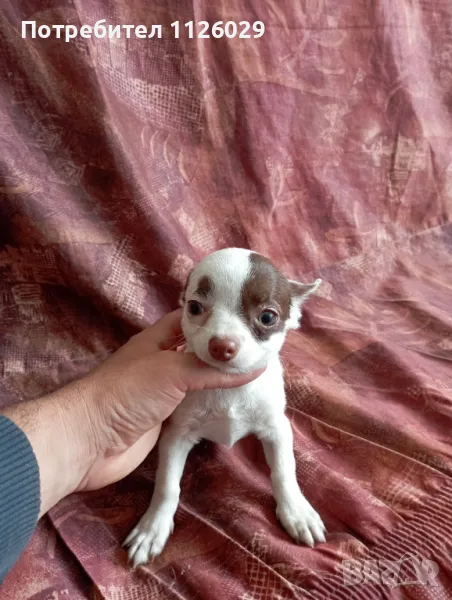 Чихуахуа момче, снимка 1