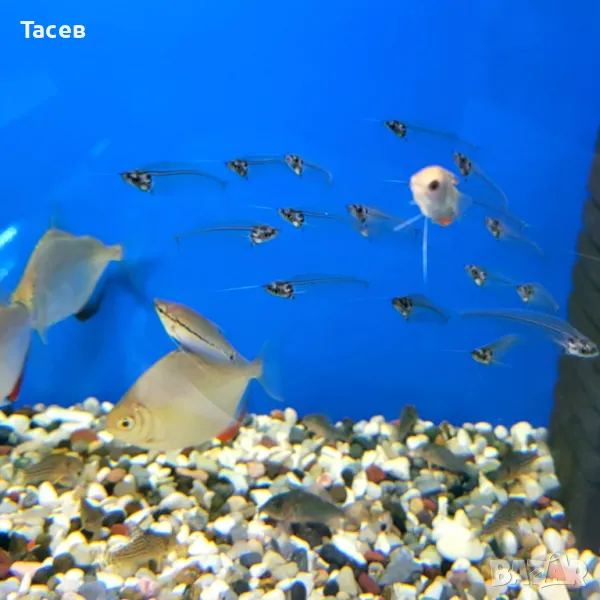 Стъклен сом 5см, снимка 1