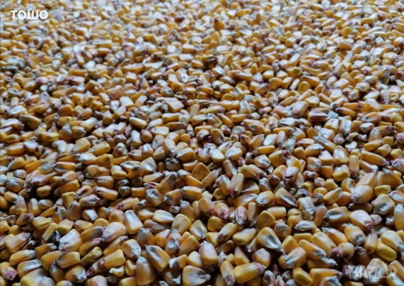 Бали люцерна,овесена и пшеничена слама, царевица. , снимка 1