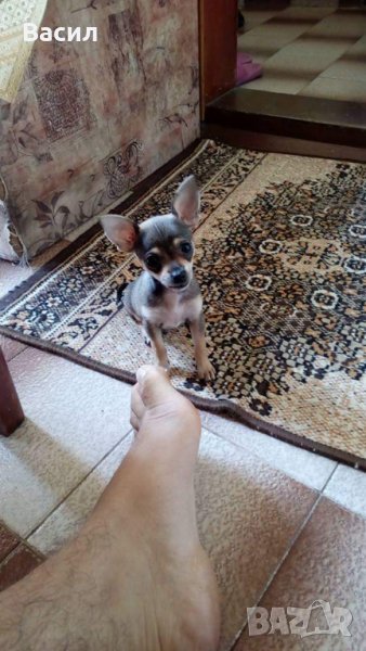 Мъжки пинчер търси женска, снимка 1