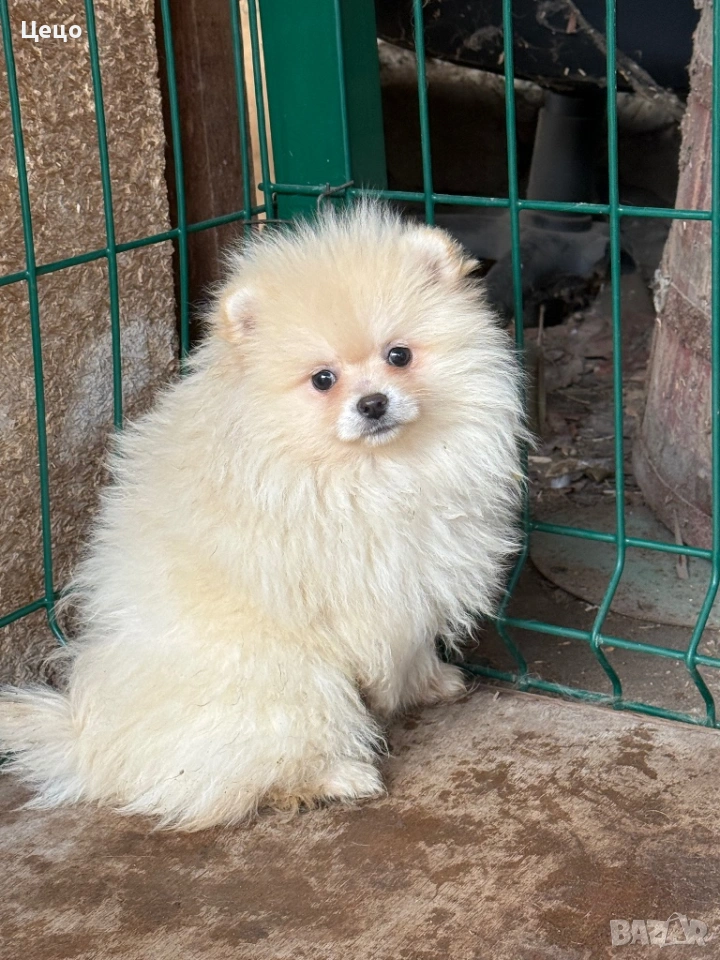 Момиче померан, снимка 1
