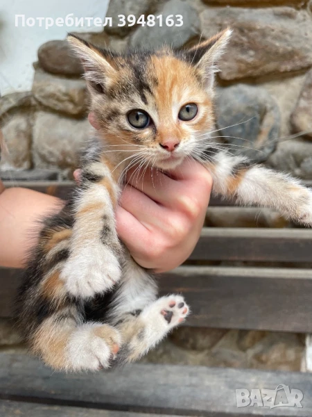 🐾Подарявам котета!, снимка 1