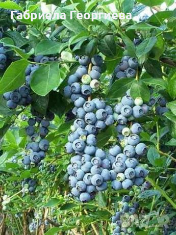 Синя Американска Боровинка, снимка 1