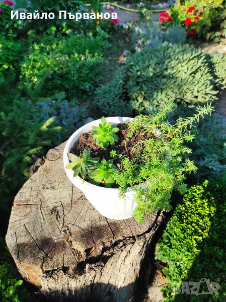 Сукуленти, снимка 1