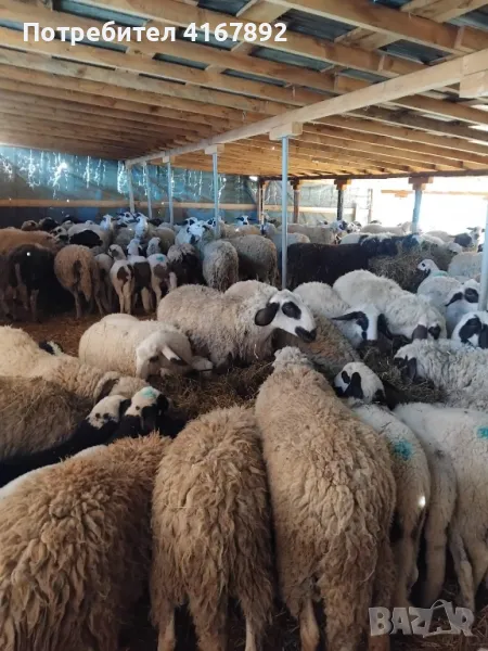 ПРОДАВАМ ОВЦЕ , снимка 1