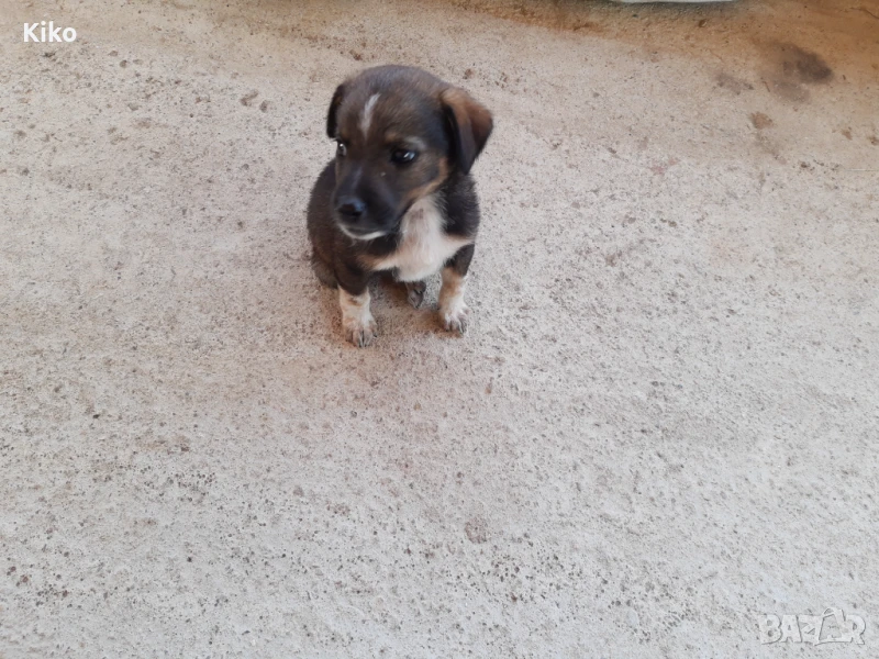 Нов дом за Мурджо, снимка 1