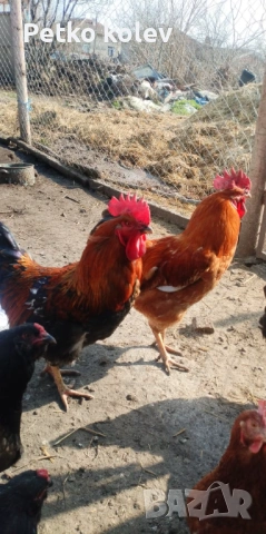 Продавам млади петли, снимка 2 - други­ - 53708196