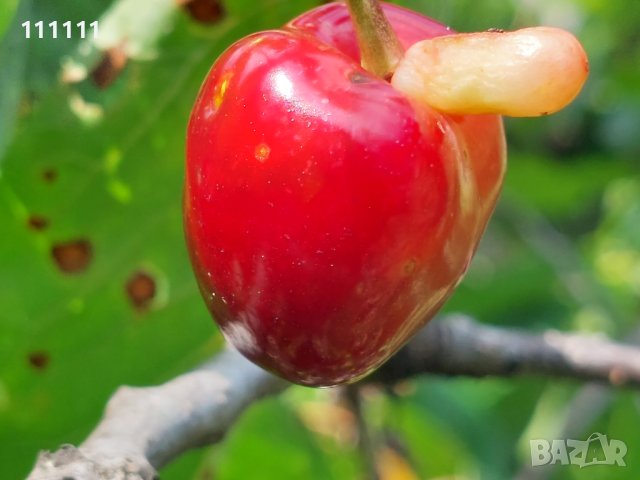 Череша уникат за колекционери и ценители , снимка 5 - Други ценни предмети - 41100414