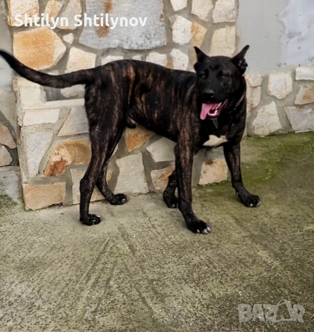 Падарявам  Cane Corso x Alabai, снимка 6 - Кане корсо - 53604737