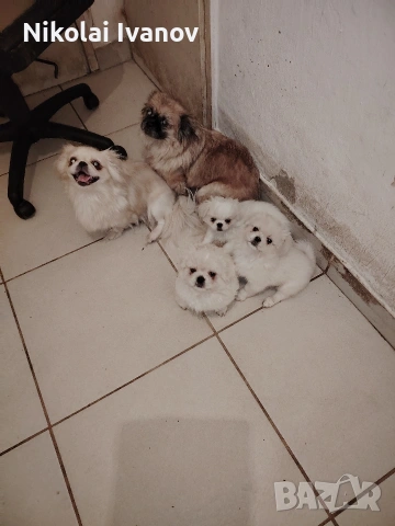 Бели пекинезчета на 60 дни , снимка 7 - Пекинез - 53741692