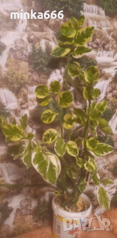 Еуфобрия педихантус, снимка 2 - Стайни растения - 44558336