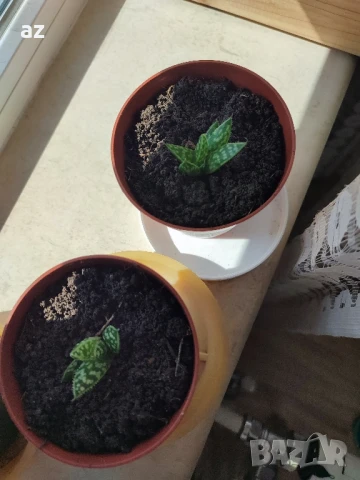 сукуленти бебета, снимка 3 - Стайни растения - 50528763