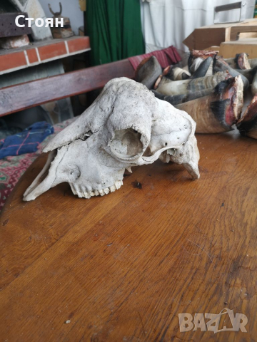 Череп на овен, снимка 2 - Колекции - 36292746